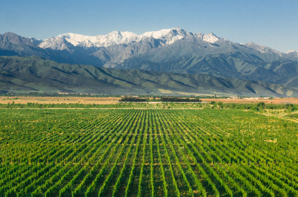 Виноградники Arba Wine