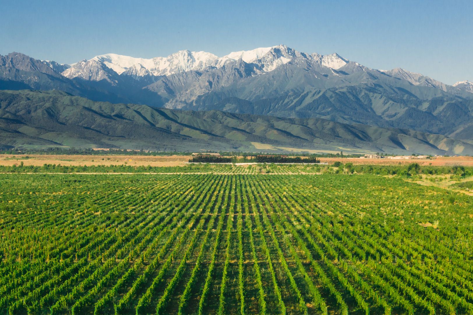 Виноградники Arba Wine
