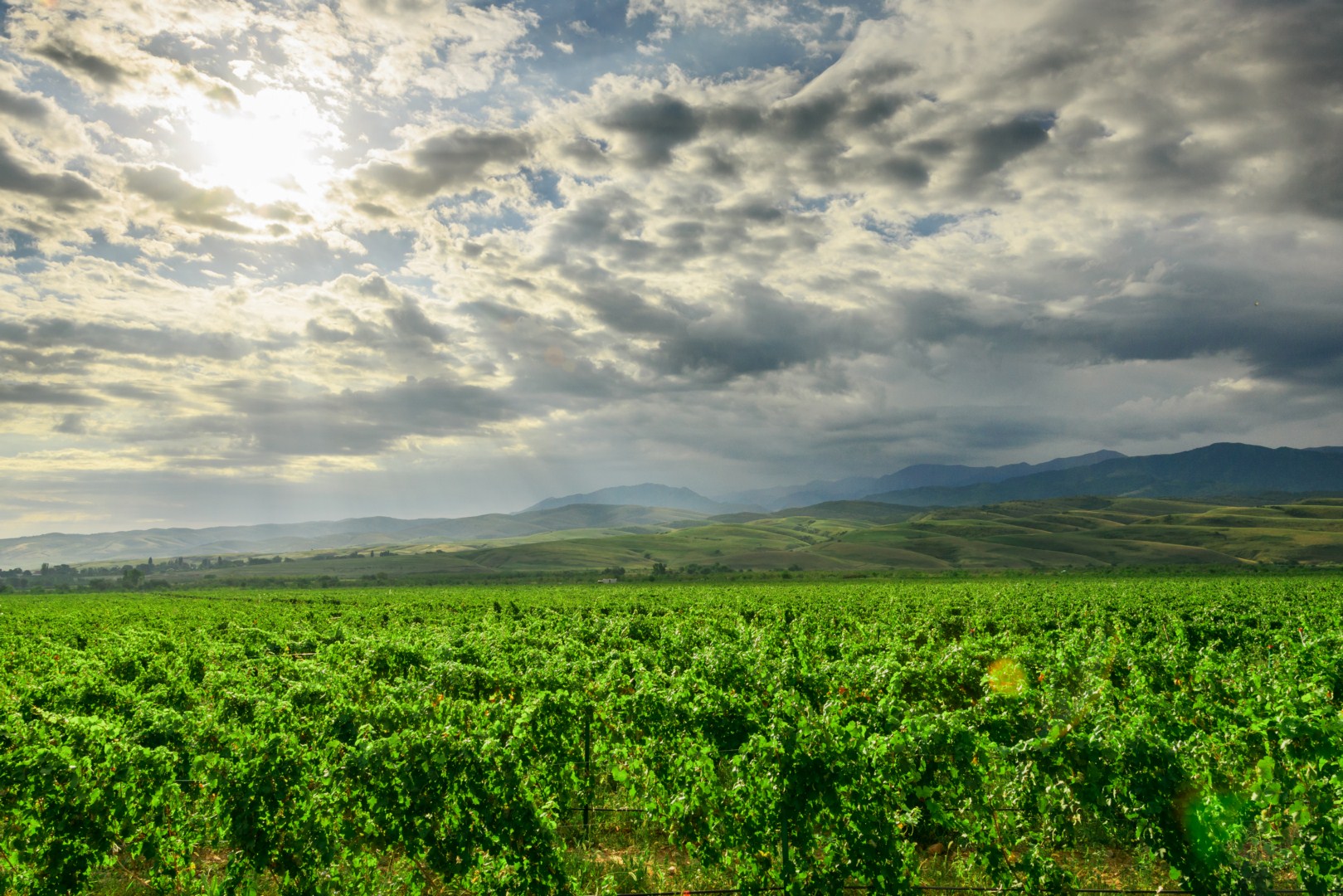 Виноградники Arba Wine